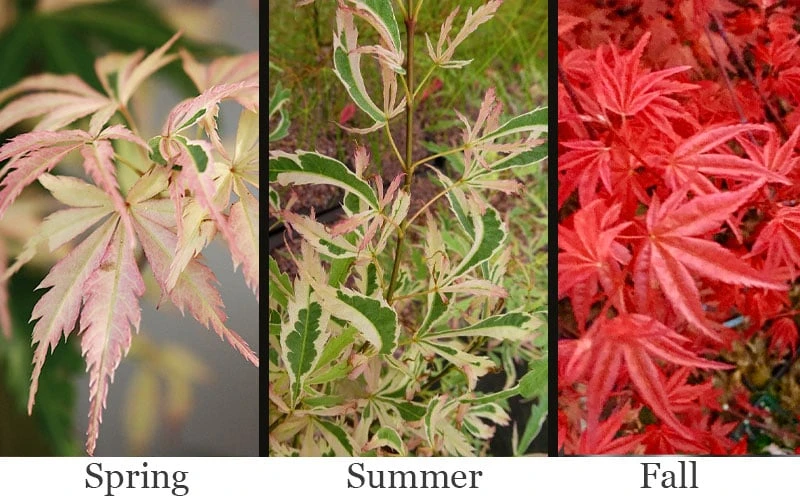 Hana Tsukasa Japanese Maple - 3 Gallon Pot (4-5') - Image 4