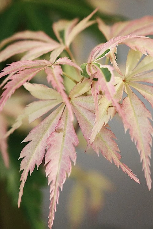 Hana Tsukasa Japanese Maple - 3 Gallon Pot (4-5')