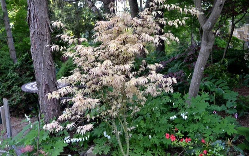 Hana Tsukasa Japanese Maple - 3 Gallon Pot (4-5') - Image 5