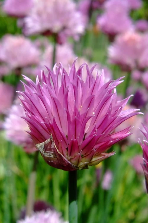Chives Plant (Allium Schoenoprasum) - 5 Pack Of Quart Pots - Image 6