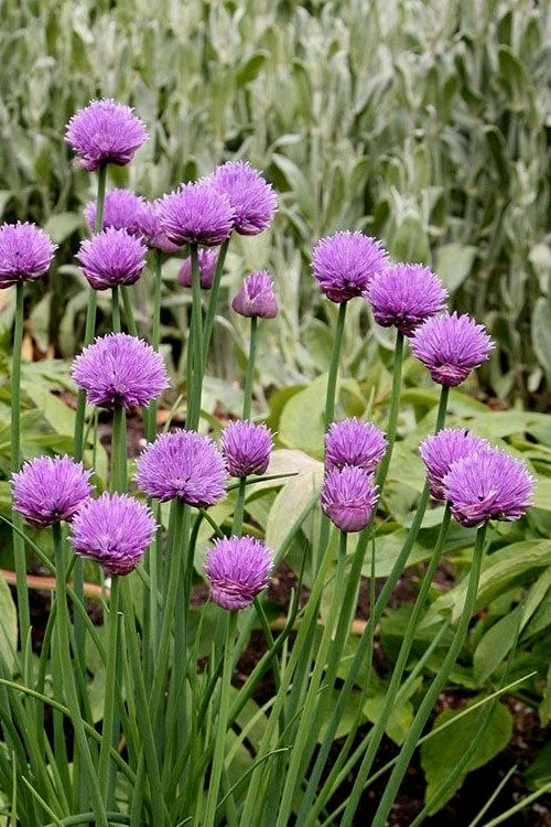 Chives Plant (Allium Schoenoprasum) - 5 Pack Of Quart Pots - Image 4