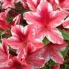 Ben Morrison Azalea - 3 Gallon Pot