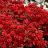Stewartstonian Azalea - 1 Gallon Pot