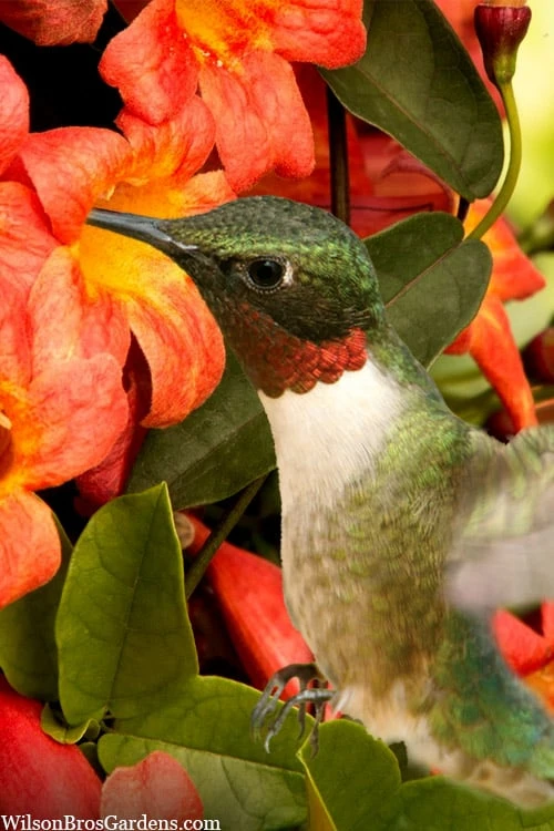 Tangerine Beauty Crossvine Bignonia - 1 Gallon Pot - Image 6
