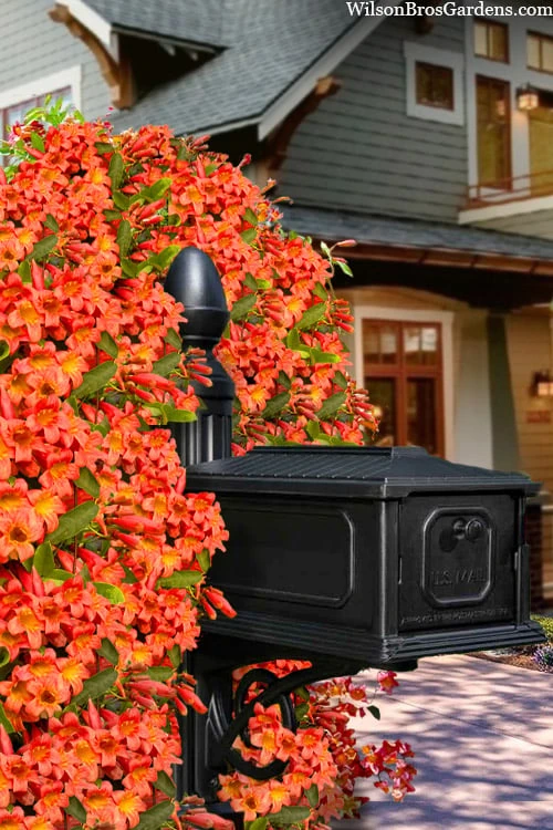 Tangerine Beauty Crossvine Bignonia - 1 Gallon Pot