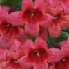 Shalimar Red Crossvine - Bignonia Capreolata - 6 Pack Of 1 Gallon Pots