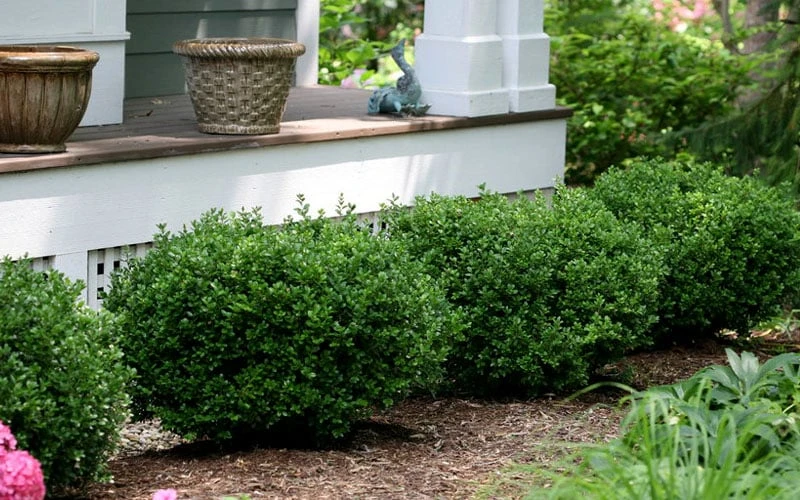 Little Missy Dwarf Boxwood - 1 Gallon Pot - Image 5