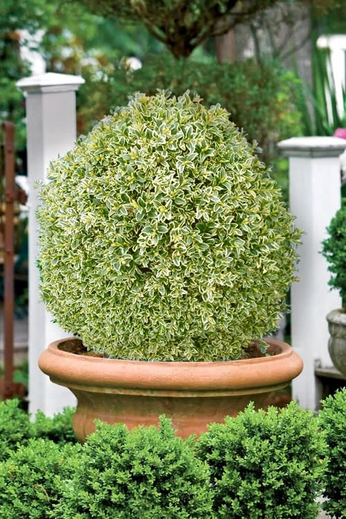 Elegans Variegated Boxwood - Buxus Sempervirens 'Elegantissima' - 2 Gallon Pot - Image 4
