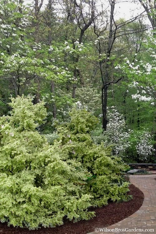 Elegans Variegated Boxwood - Buxus Sempervirens 'Elegantissima' - 2 Gallon Pot - Image 6