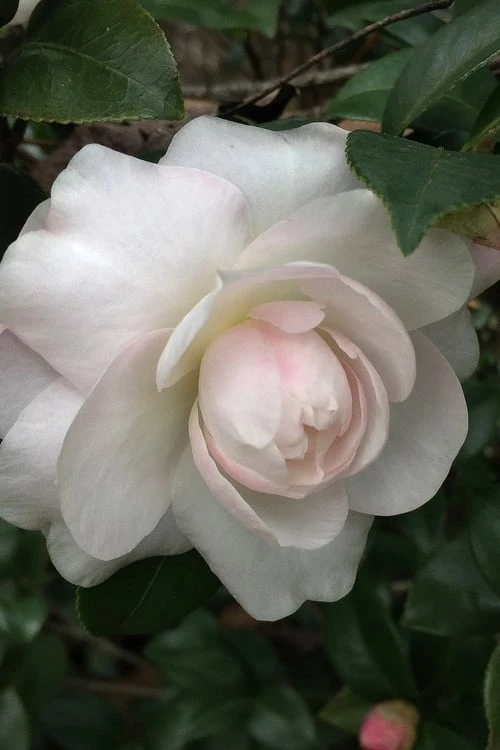 October Magic Dawn Camellia - 3 Gallon Pot