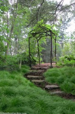 Pennsylvania Sedge (Carex Pennsylvanica) - 8 Pack 1 Gallon Pot
