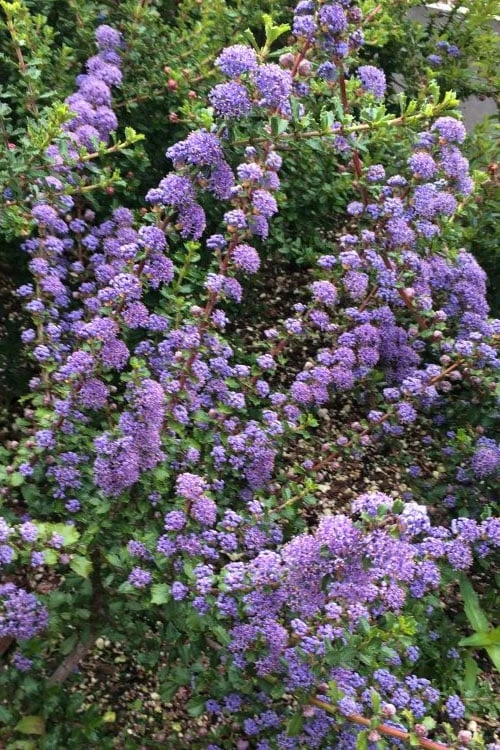 Blue Jeans Mountain Lilac (Ceanothus) - 2 Gallon Pot - Image 5