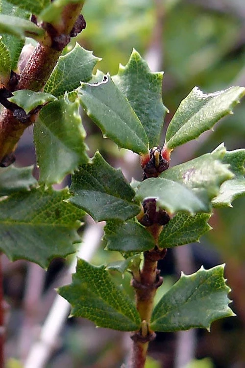 Blue Jeans Mountain Lilac (Ceanothus) - 2 Gallon Pot - Image 6