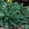 Creeping Japanese Plum Yew (Cephalotaxus Harringtonia 'Prostrata') - 2.5 Quart Pot