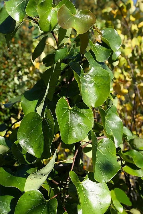 Traveller Weeping Redbud Tree - 7 Gallon Pot - Image 7