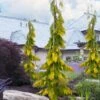 Filip's Golden Tears Lawson Cypress - 1 Gallon Pot