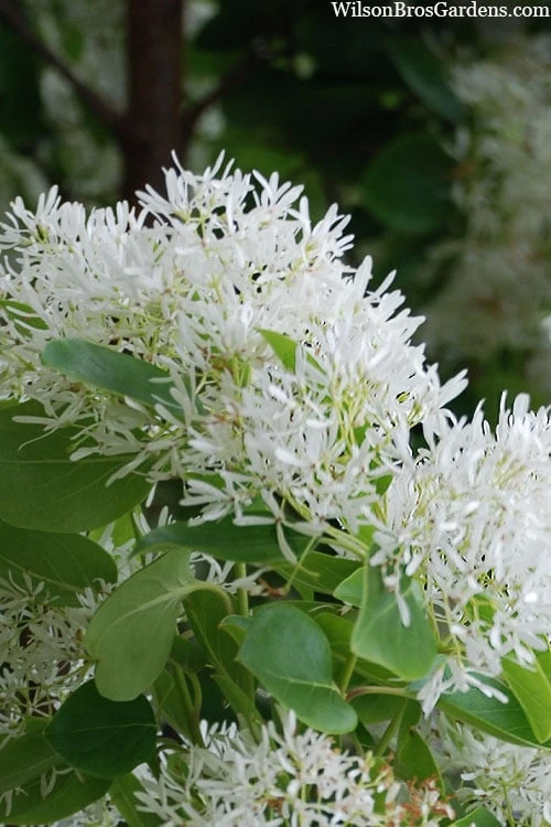 Tokyo Tower Chinese Fringe Tree (Chionanthus Retusus) - 7 Gallon Pot (6-7') - Image 8