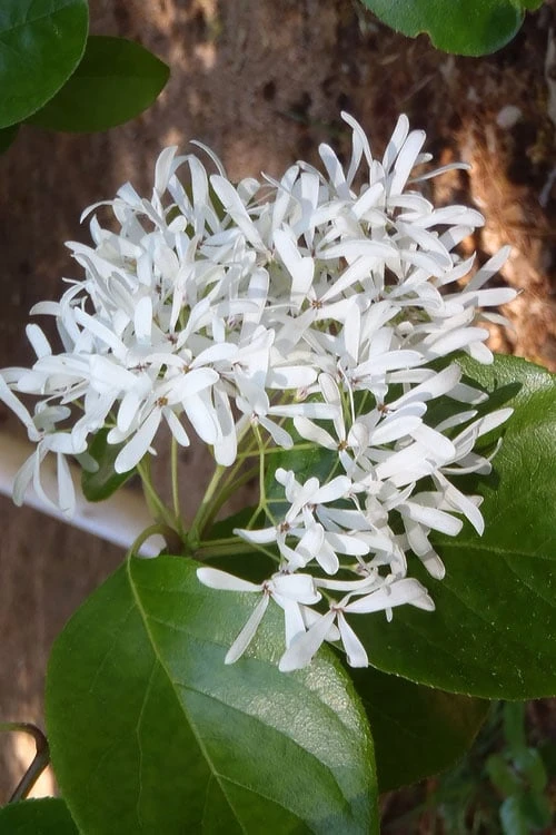 Tokyo Tower Chinese Fringe Tree (Chionanthus Retusus) - 7 Gallon Pot (6-7') - Image 4