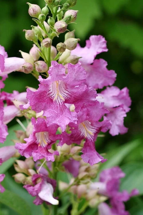 El Nino Desert Orchid (Chitalpa) - 3 Gallon Pot - Image 5