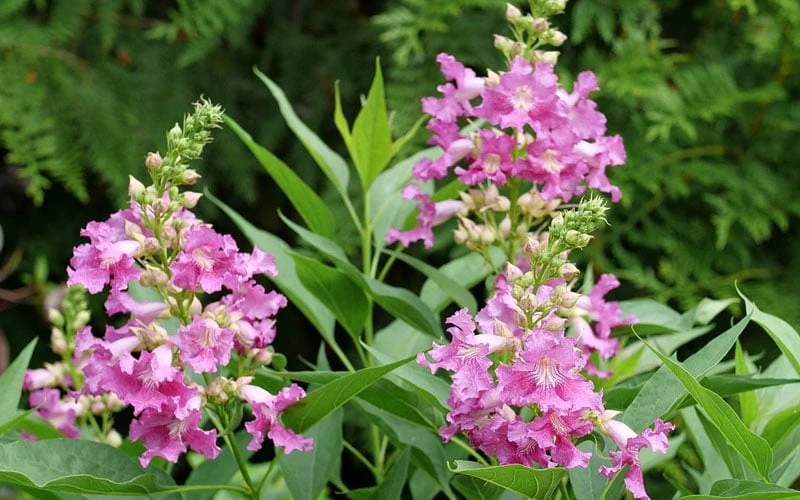 El Nino Desert Orchid (Chitalpa) - 3 Gallon Pot - Image 8