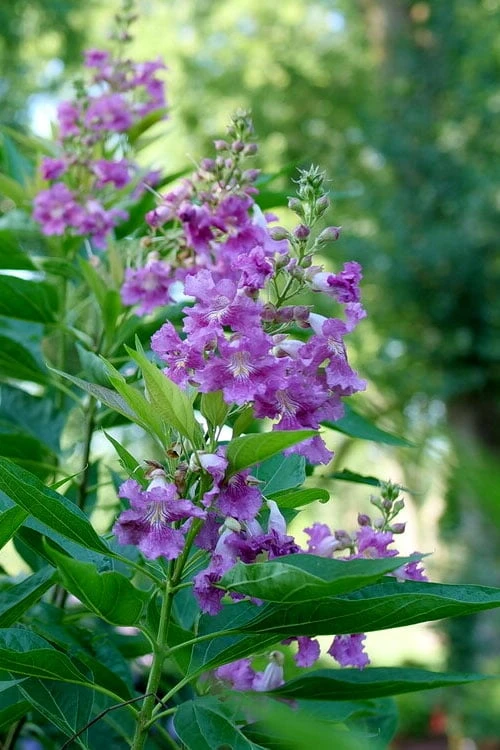 El Nino Desert Orchid (Chitalpa) - 3 Gallon Pot - Image 7