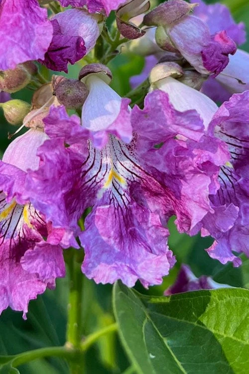 El Nino Desert Orchid (Chitalpa) - 3 Gallon Pot