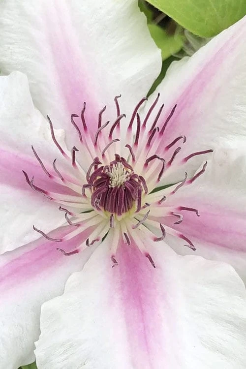 Corinne Clematis - 1 Gallon Pot - Image 4