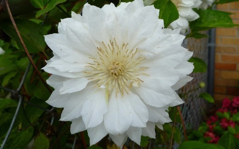 Duchess Of Edinburgh Clematis - 2 Gallon Pot - Image 6