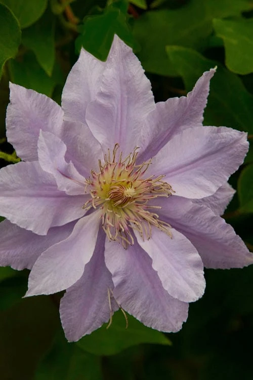 Filigree Clematis - 1 Gallon Pot - Image 7