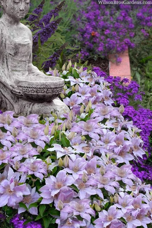 Filigree Clematis - 1 Gallon Pot - Image 4