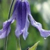 Clematis Integrifolia (Solitary Bush Clematis) - 1 Gallon Pot
