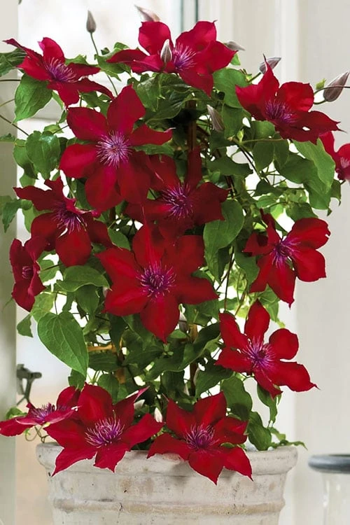 Nubia Clematis - 1 Gallon Pot - Image 7