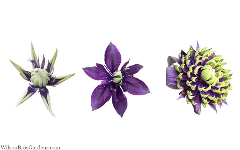 Taiga Clematis - 2 Gallon Pot - Image 8