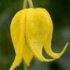Tangutica Yellow Clematis - 1 Gallon Pot