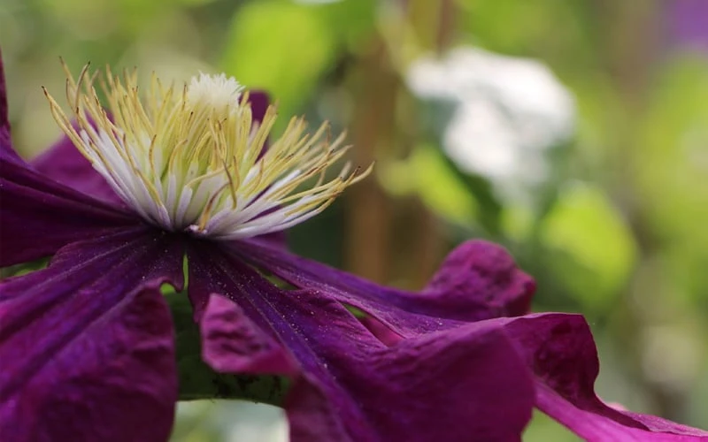 Warsaw Nike Clematis - 1 Gallon Pot - Image 7