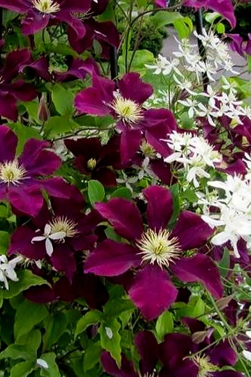 Warsaw Nike Clematis - 1 Gallon Pot - Image 6