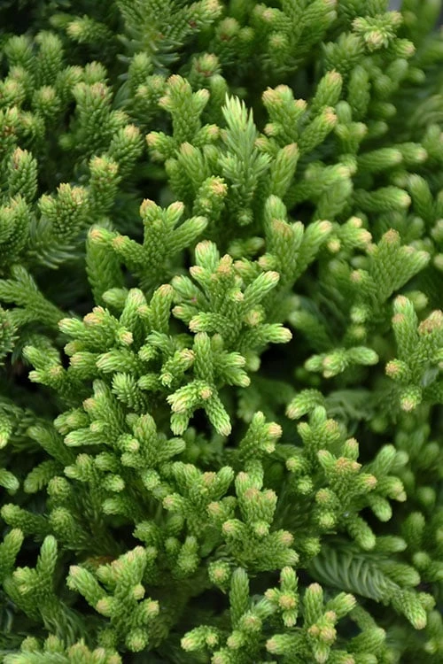 Dragon Warrior Cryptomeria - 3 Gallon Pot - Image 4