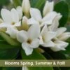 Jim's Pride White Summer Daphne - Daphne X Transatlantica - 1 Gallon Pot