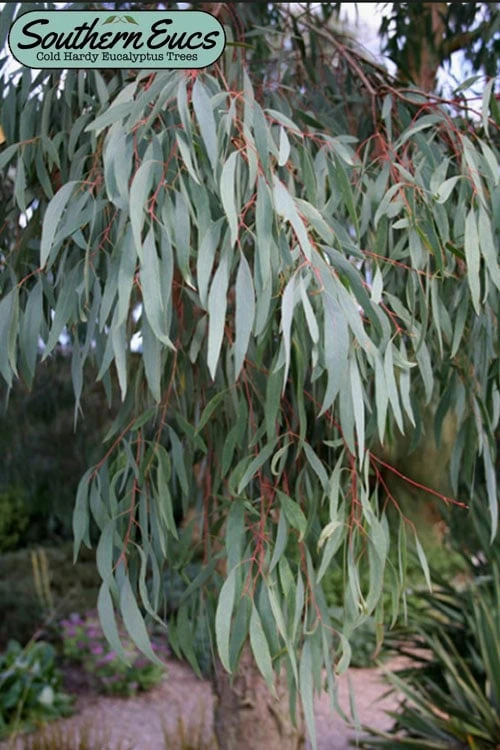 Angus Cold Hardy Eucalyptus Tree (Eucalyptus Nicholii) - 3 Quart Pot