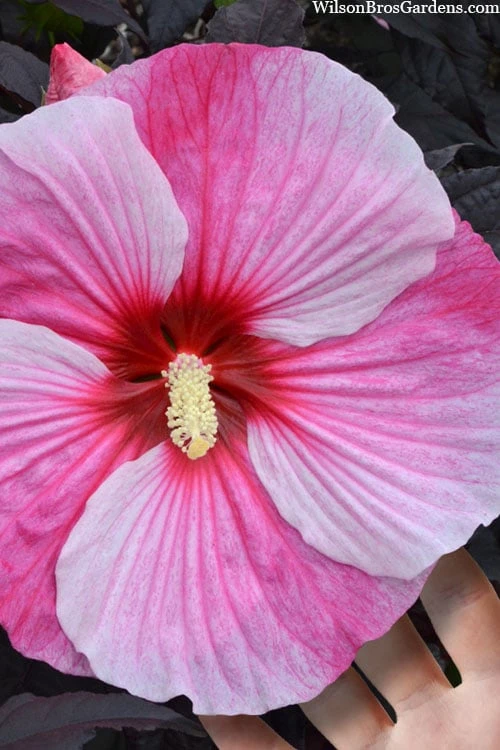 Starry Night Hardy Hibiscus (Rose Mallow) - 1 Gallon Pot - Image 5