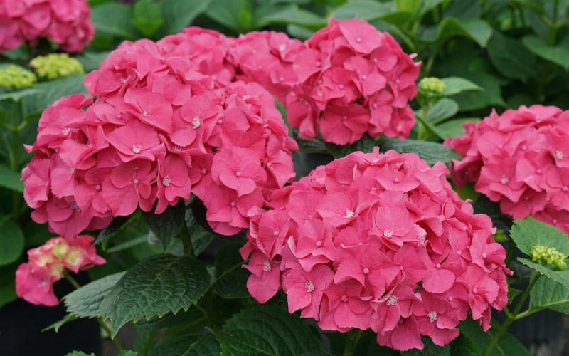 Let's Dance 'Big Band' Dwarf Hydrangea - 3 Gallon Pot - Image 4
