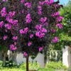 Black Diamond 'Purely Purple' Crape Myrtle Tree (Single Trunk) - 7 Gallon Pot