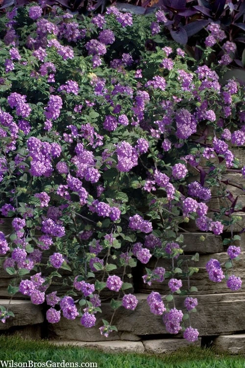 Trailing Lavender Lantana - 5 Pack Of Pint Pots