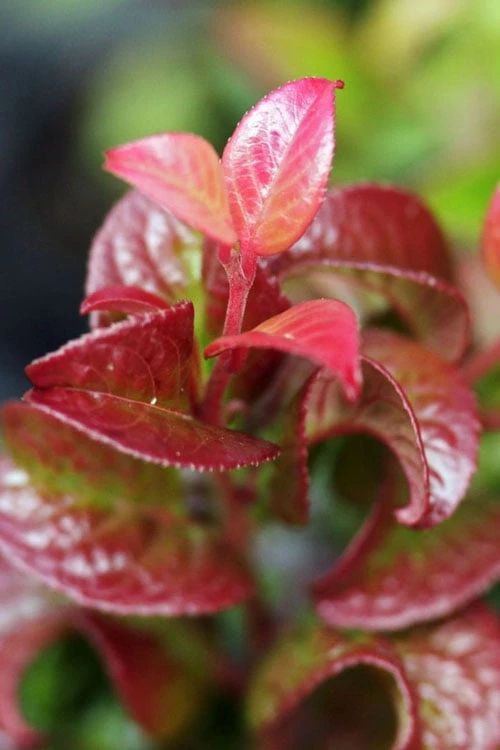 Twisting Red Leucothoe (Fetterbush) - 2 Gallon Pot - Image 7