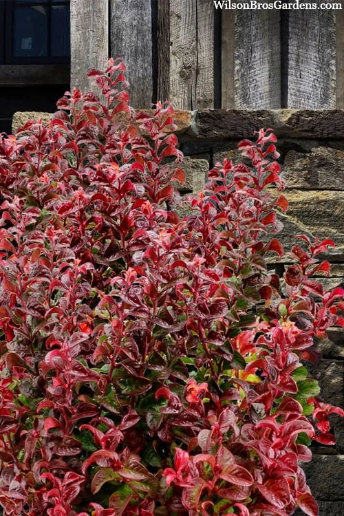 Twisting Red Leucothoe (Fetterbush) - 2 Gallon Pot - Image 4