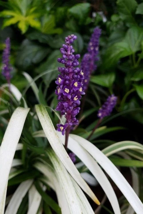 Okina Liriope (Frosted Monkey Grass) - 1 Gallon Pot - Image 5