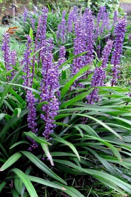 Royal Purple Liriope - Lilyturf - 18 Count Flats Of Pint Pots - Image 8