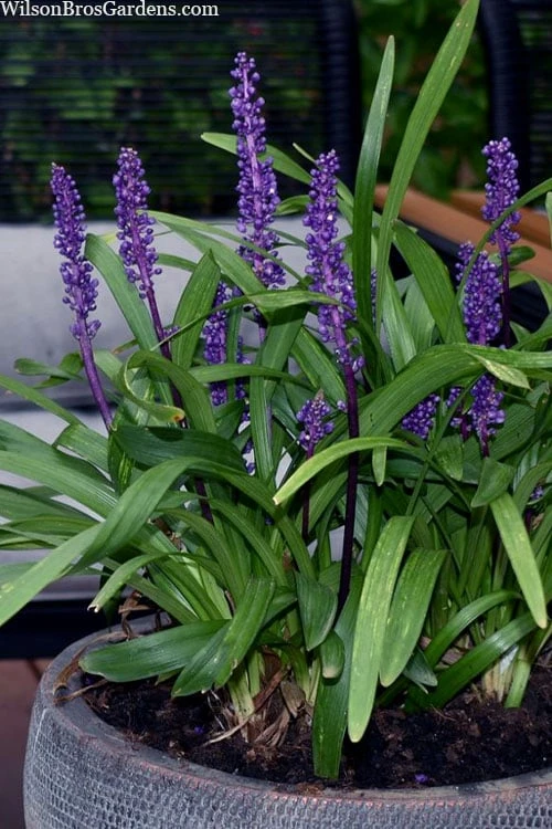 Royal Purple Liriope - Lilyturf - 18 Count Flats Of Pint Pots - Image 7