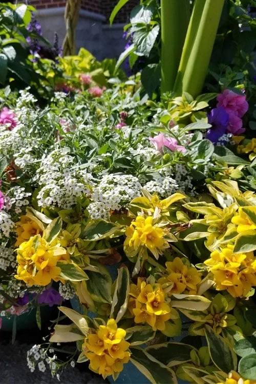 Waikiki Sunset Lysimachia - 5 Pack Of Quart Pots - Image 4