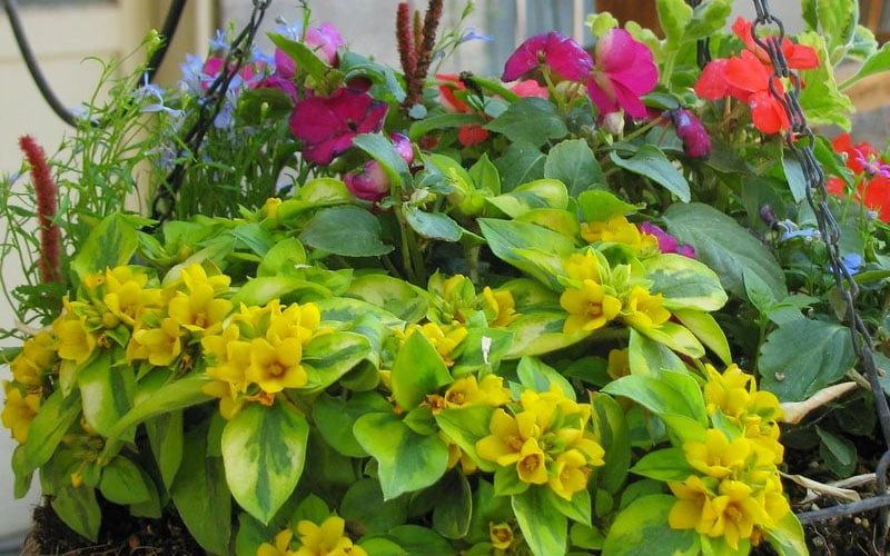 Waikiki Sunset Lysimachia - 5 Pack Of Quart Pots - Image 6
